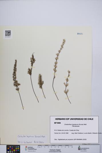 Cheilanthes hypoleuca [Espécimen: UCH:EIF:0008454]