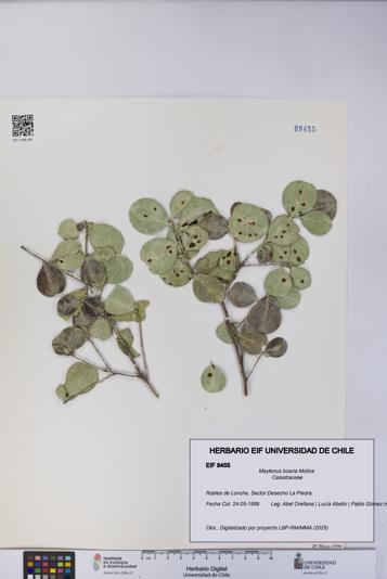 Maytenus boaria [Espécimen: UCH:EIF:0008455]