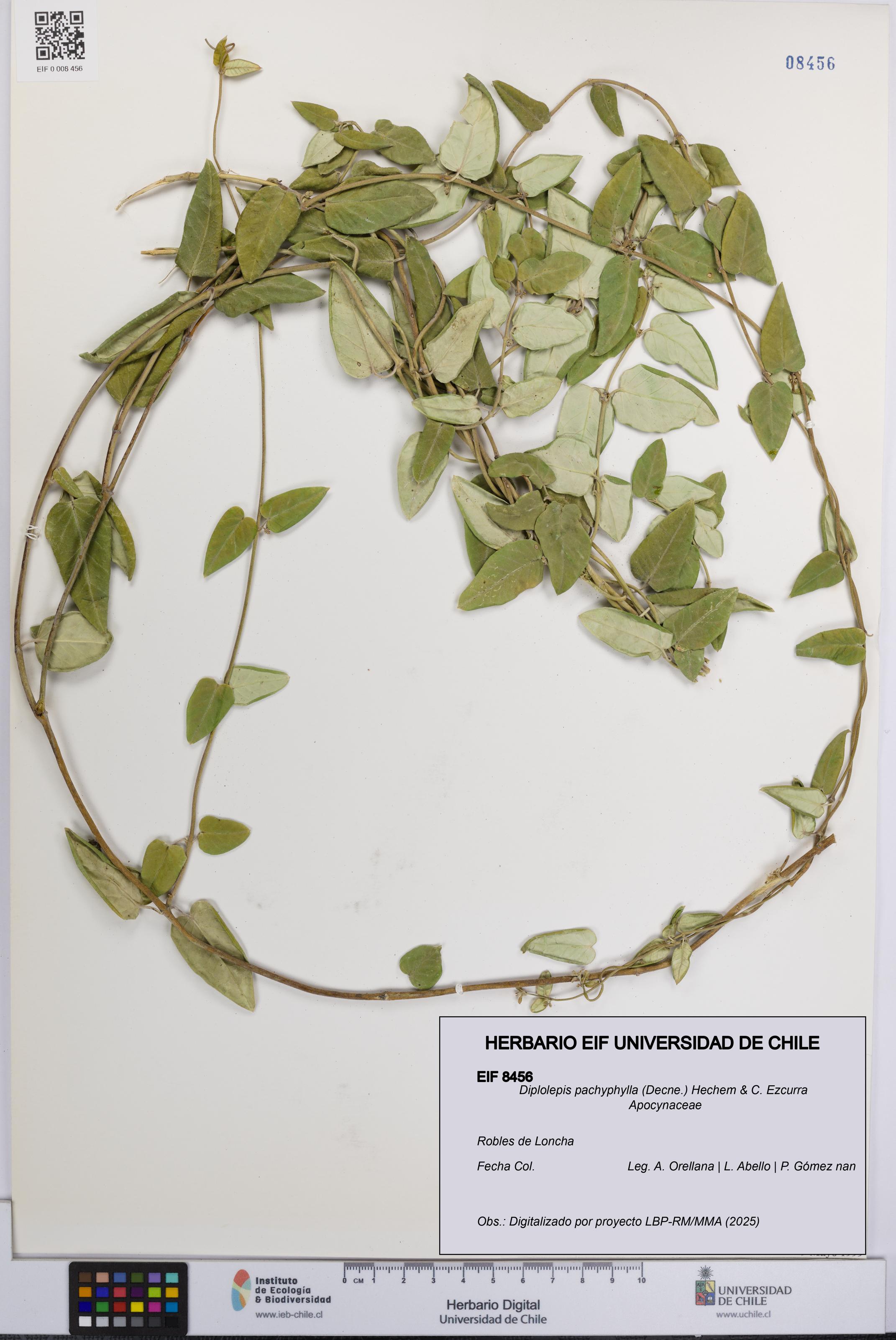 Diplolepis pachyphylla [Espécimen: UCH:EIF:0008456]