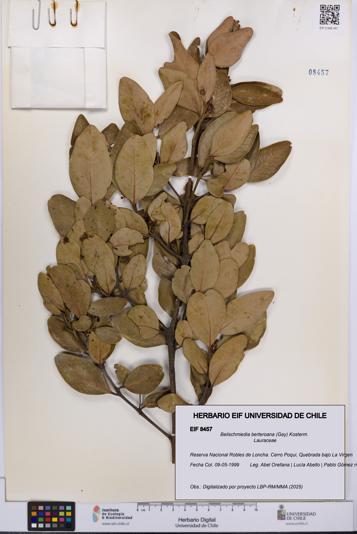 Beilschmiedia berteroana [Espécimen: UCH:EIF:0008457]