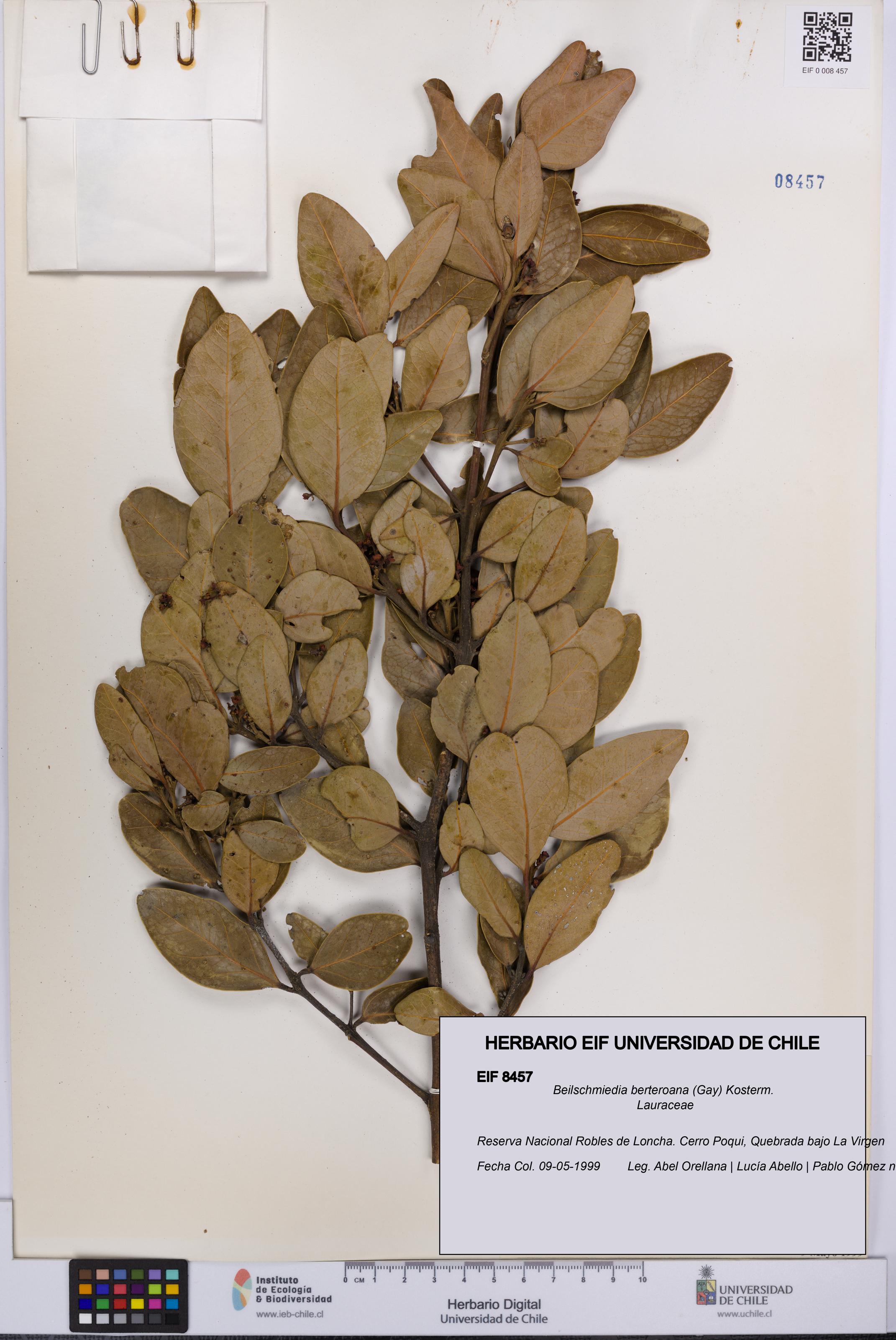 Beilschmiedia berteroana [Espécimen: UCH:EIF:0008457]