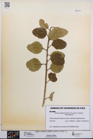 Schinus patagonica [Espécimen: UCH:EIF:0008458]