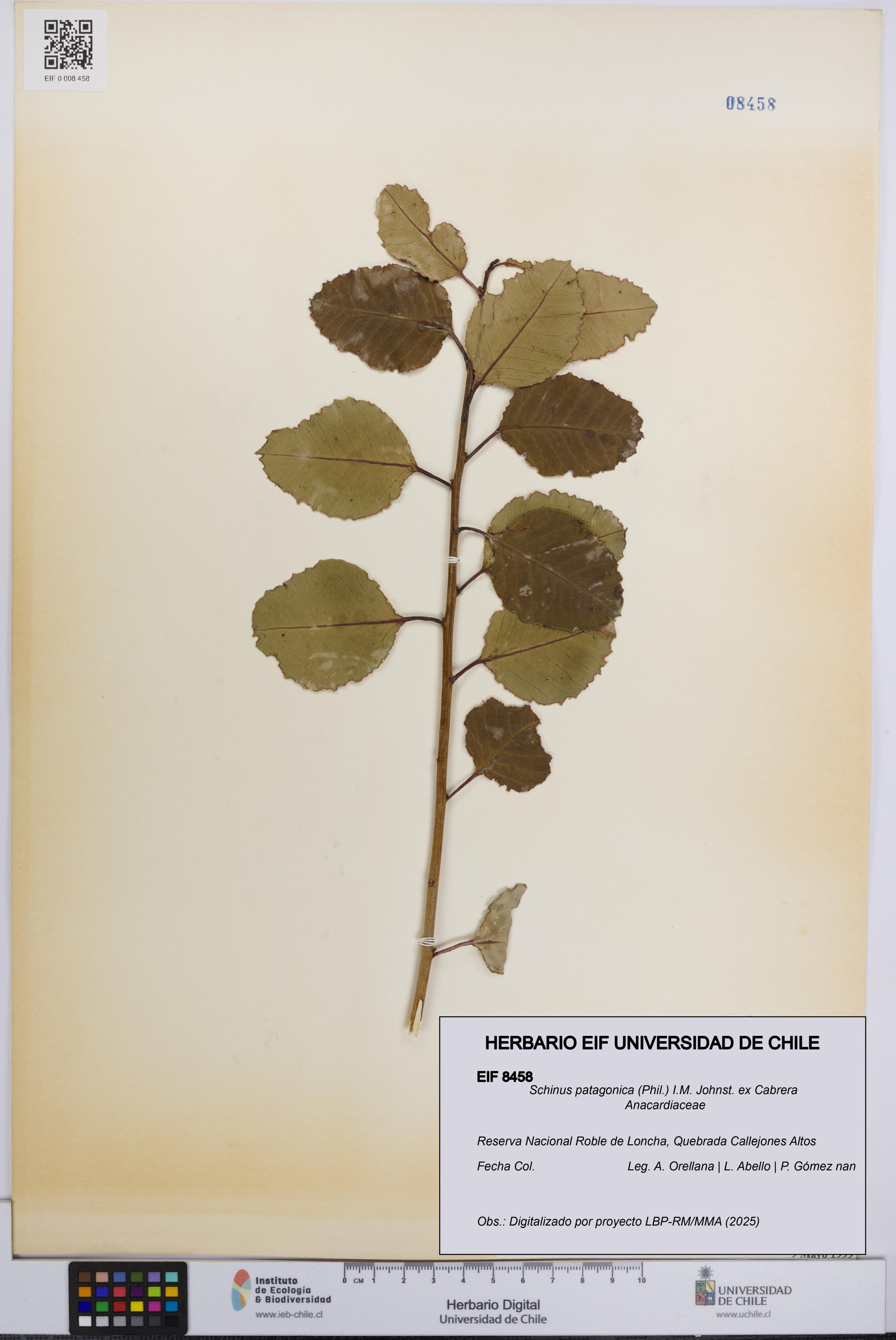 Schinus patagonica [Espécimen: UCH:EIF:0008458]