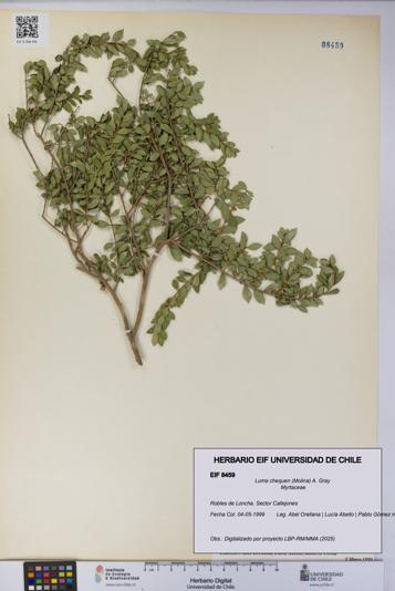 Luma chequen [Espécimen: UCH:EIF:0008459]