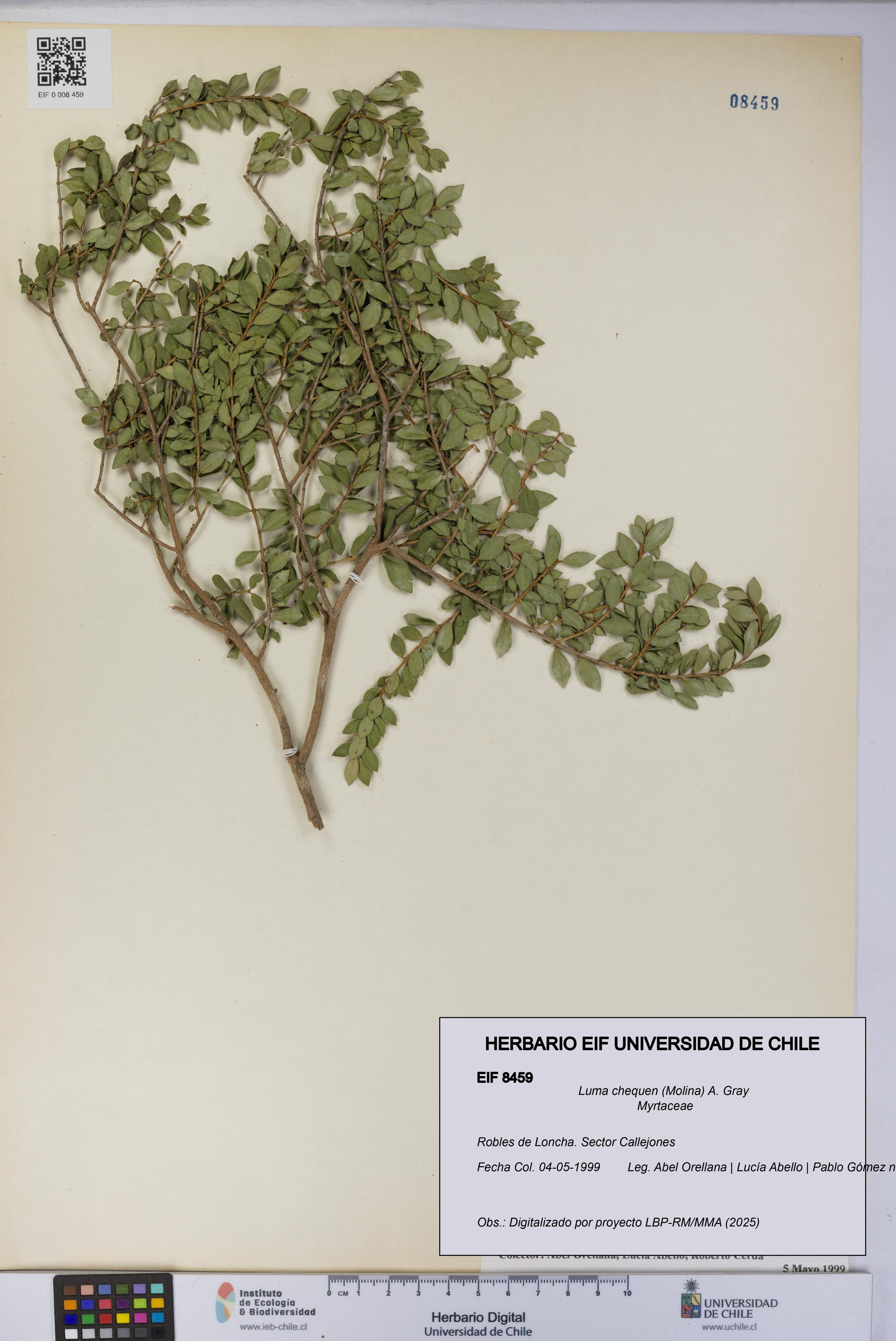 Luma chequen [Espécimen: UCH:EIF:0008459]