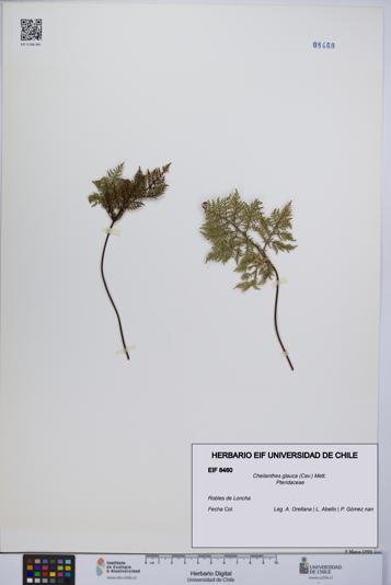 Cheilanthes glauca [Espécimen: UCH:EIF:0008460]