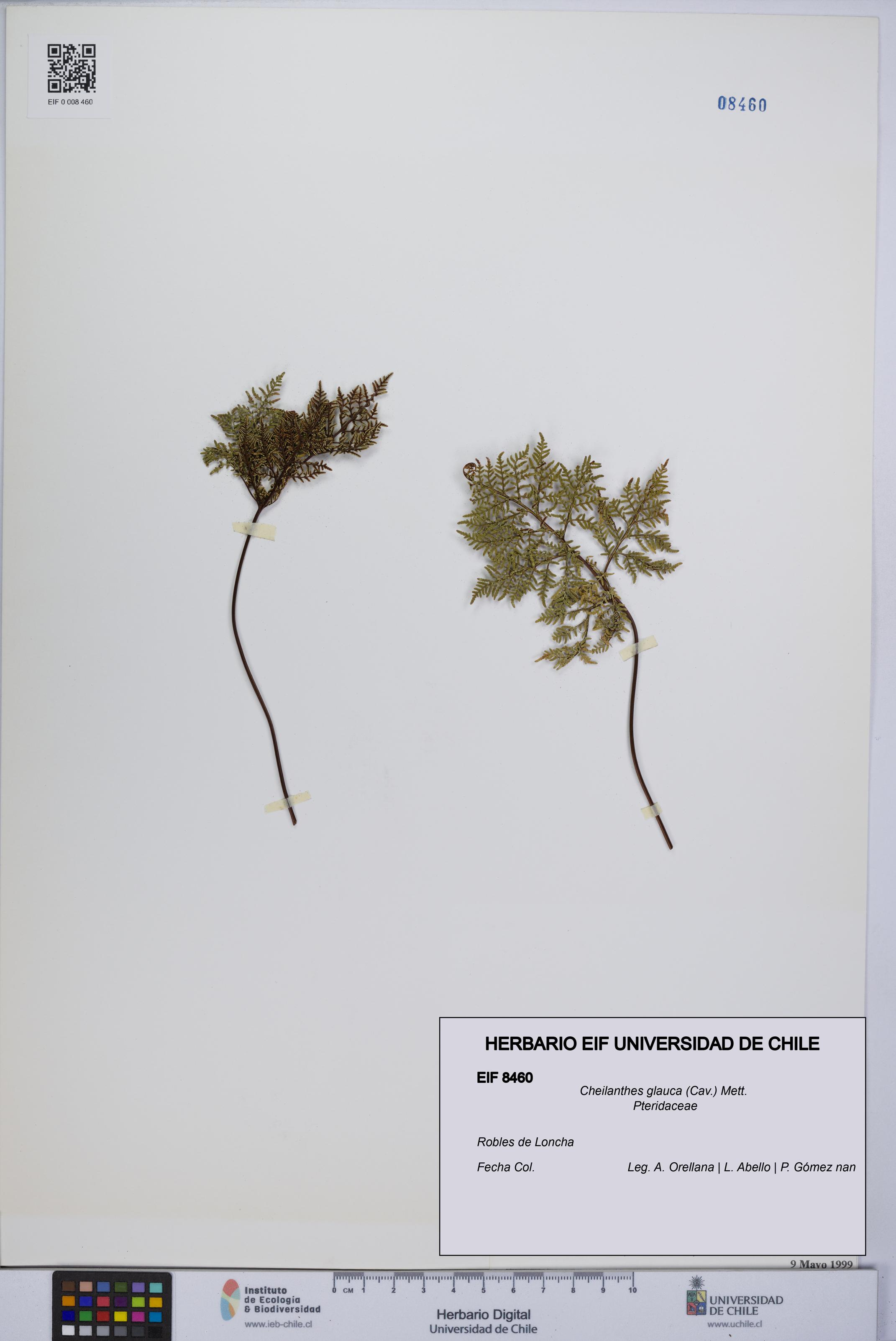 Cheilanthes glauca [Espécimen: UCH:EIF:0008460]