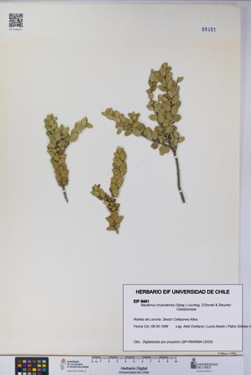 Maytenus chubutensis [Espécimen: UCH:EIF:0008461]