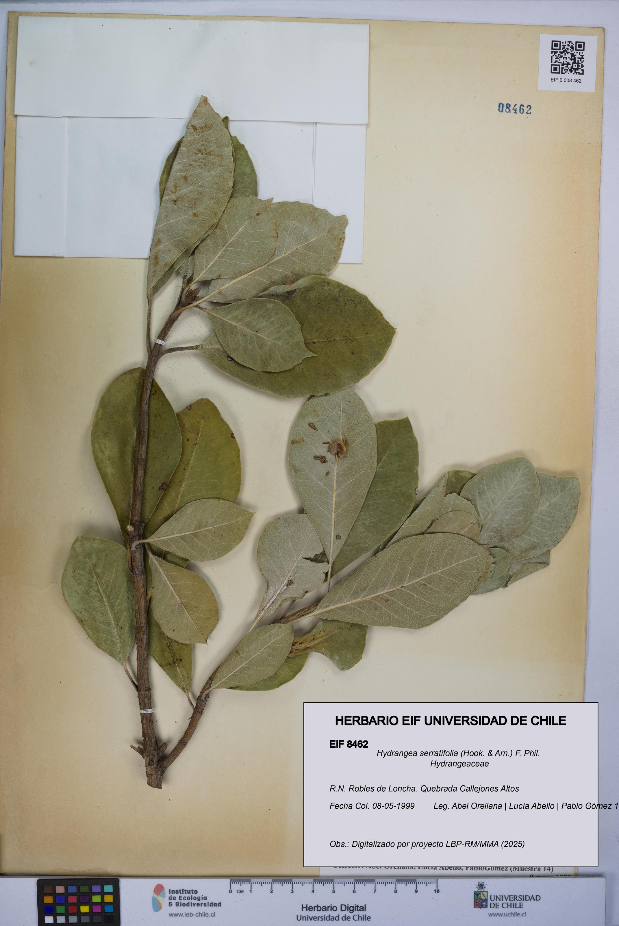 Hydrangea serratifolia [Espécimen: UCH:EIF:0008462]