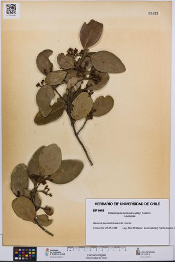 Beilschmiedia berteroana [Espécimen: UCH:EIF:0008463]