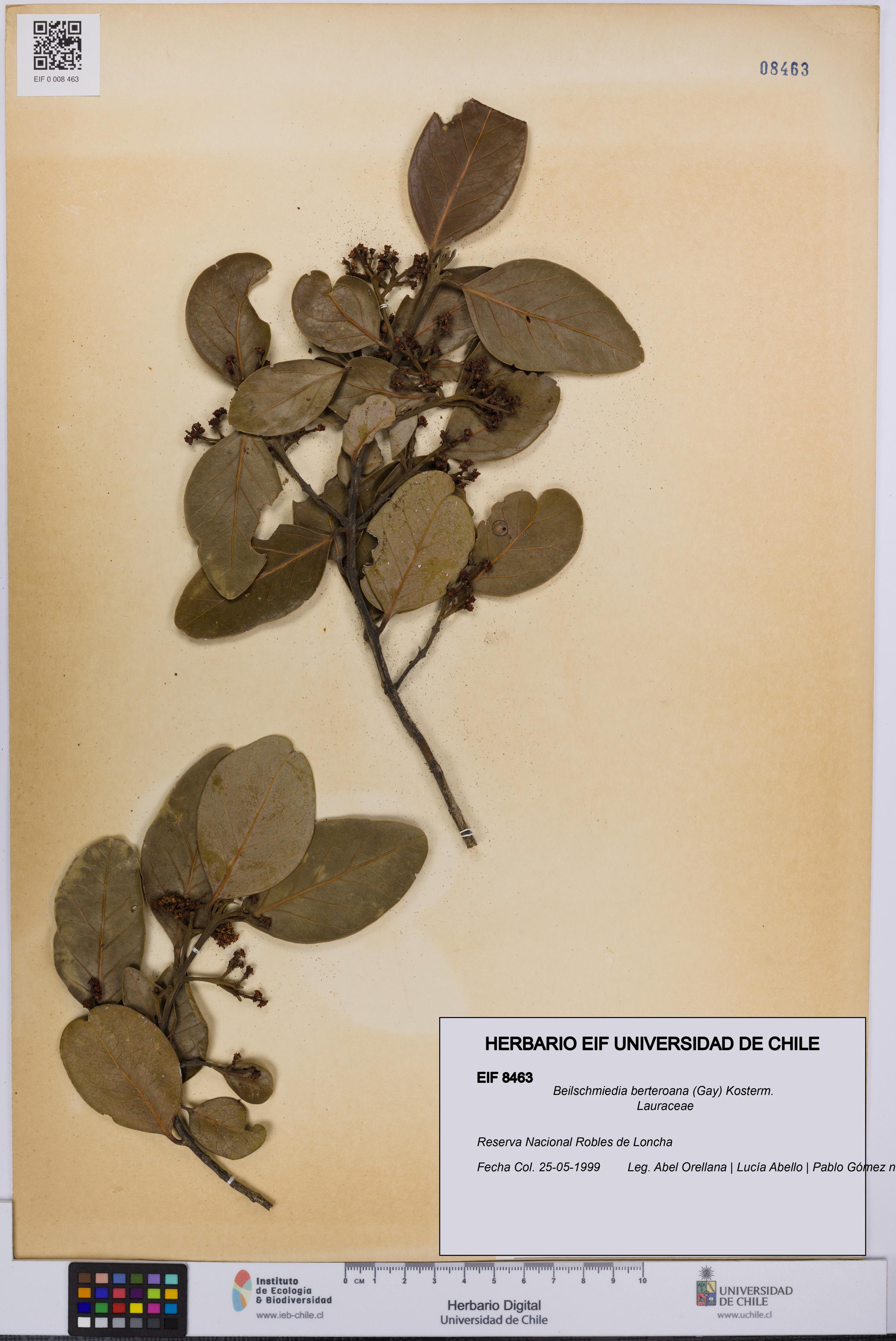 Beilschmiedia berteroana [Espécimen: UCH:EIF:0008463]