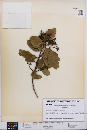 Beilschmiedia berteroana [Espécimen: UCH:EIF:0008464]