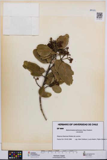 Beilschmiedia berteroana [Espécimen: UCH:EIF:0008464]