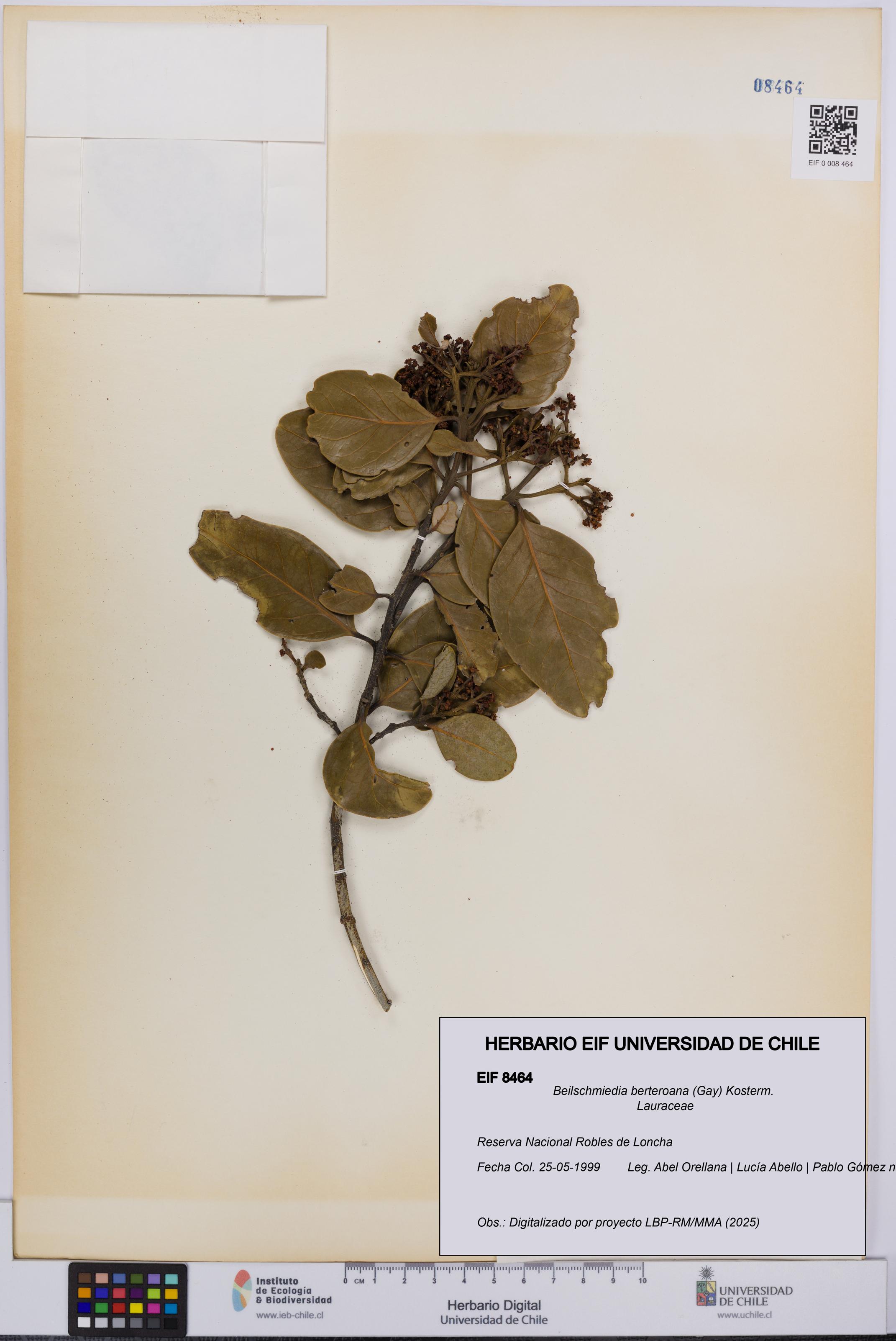 Beilschmiedia berteroana [Espécimen: UCH:EIF:0008464]
