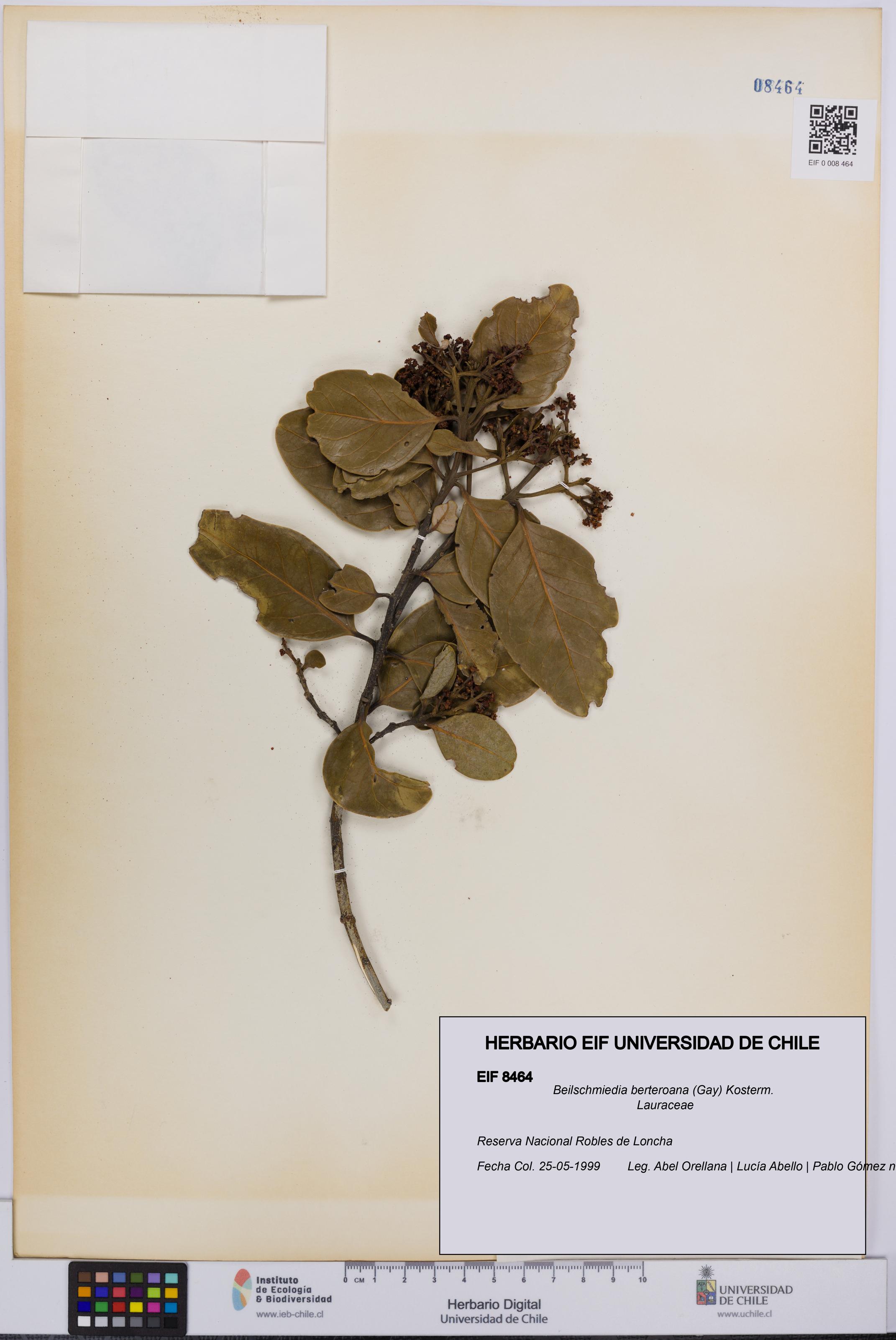 Beilschmiedia berteroana [Espécimen: UCH:EIF:0008464]