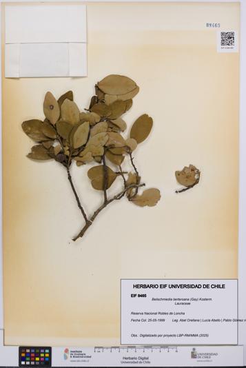Beilschmiedia berteroana [Espécimen: UCH:EIF:0008465]