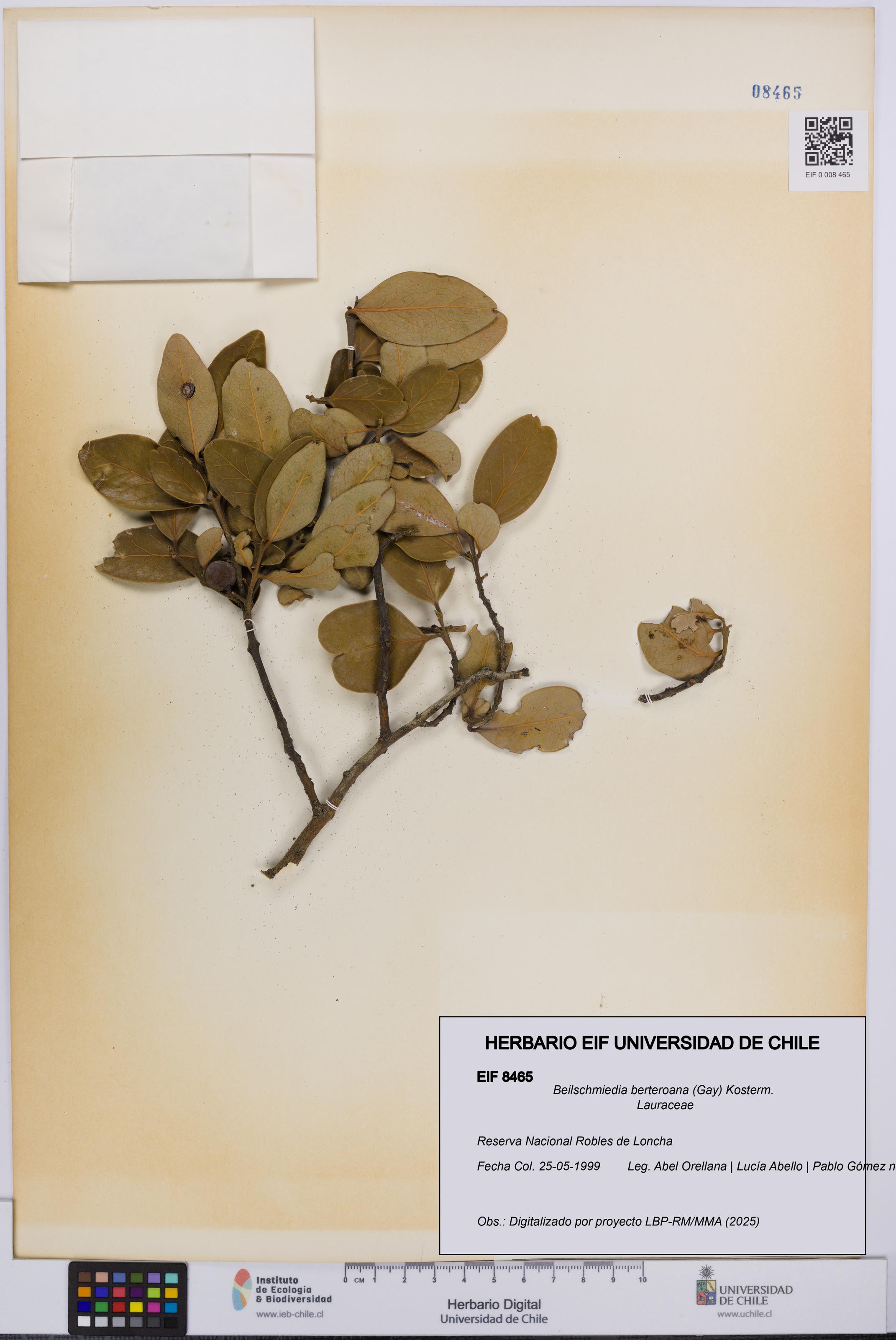 Beilschmiedia berteroana [Espécimen: UCH:EIF:0008465]
