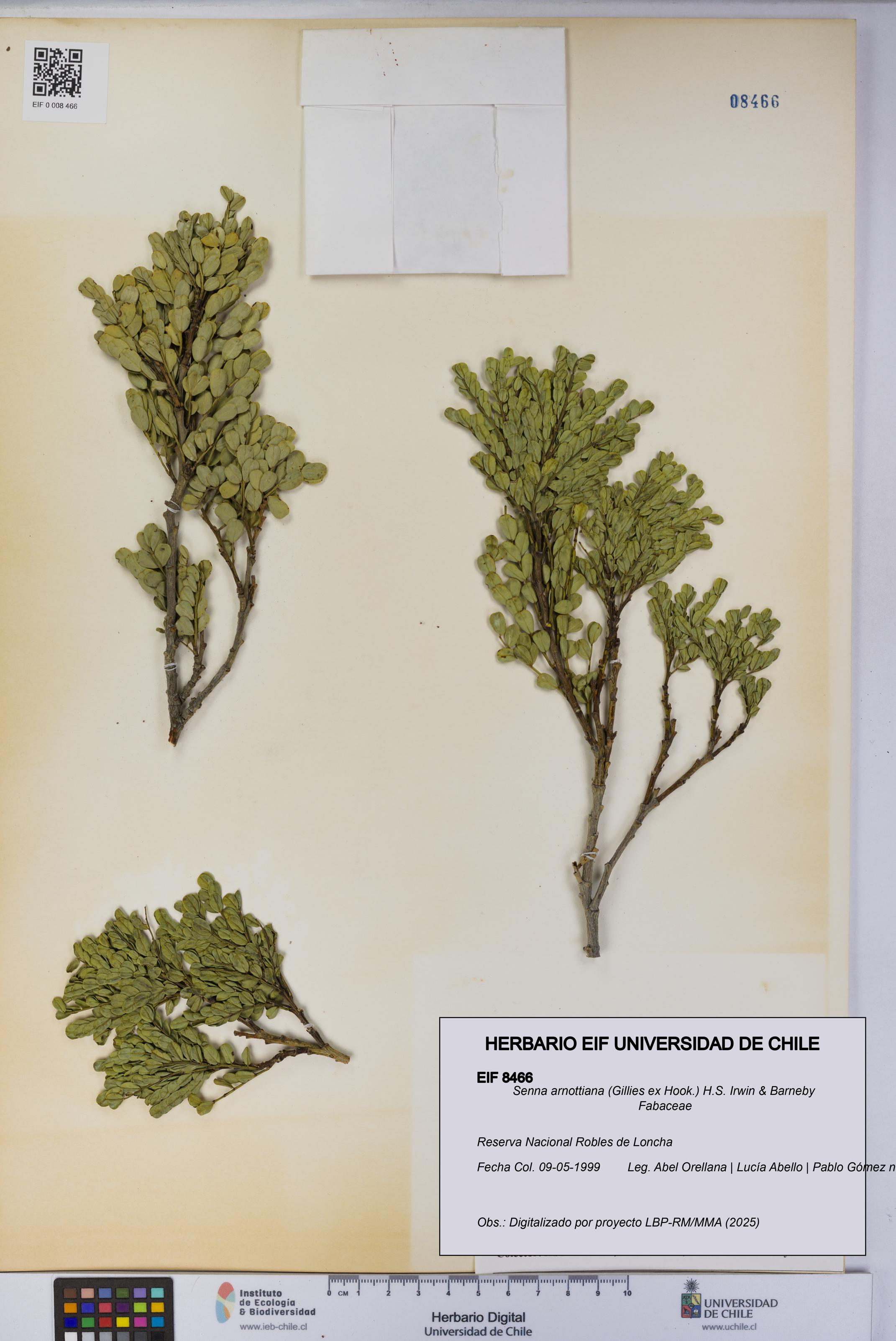 Senna arnottiana [Espécimen: UCH:EIF:0008466]