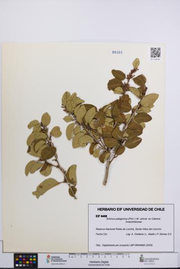 Schinus patagonica [Espécimen: UCH:EIF:0008468]