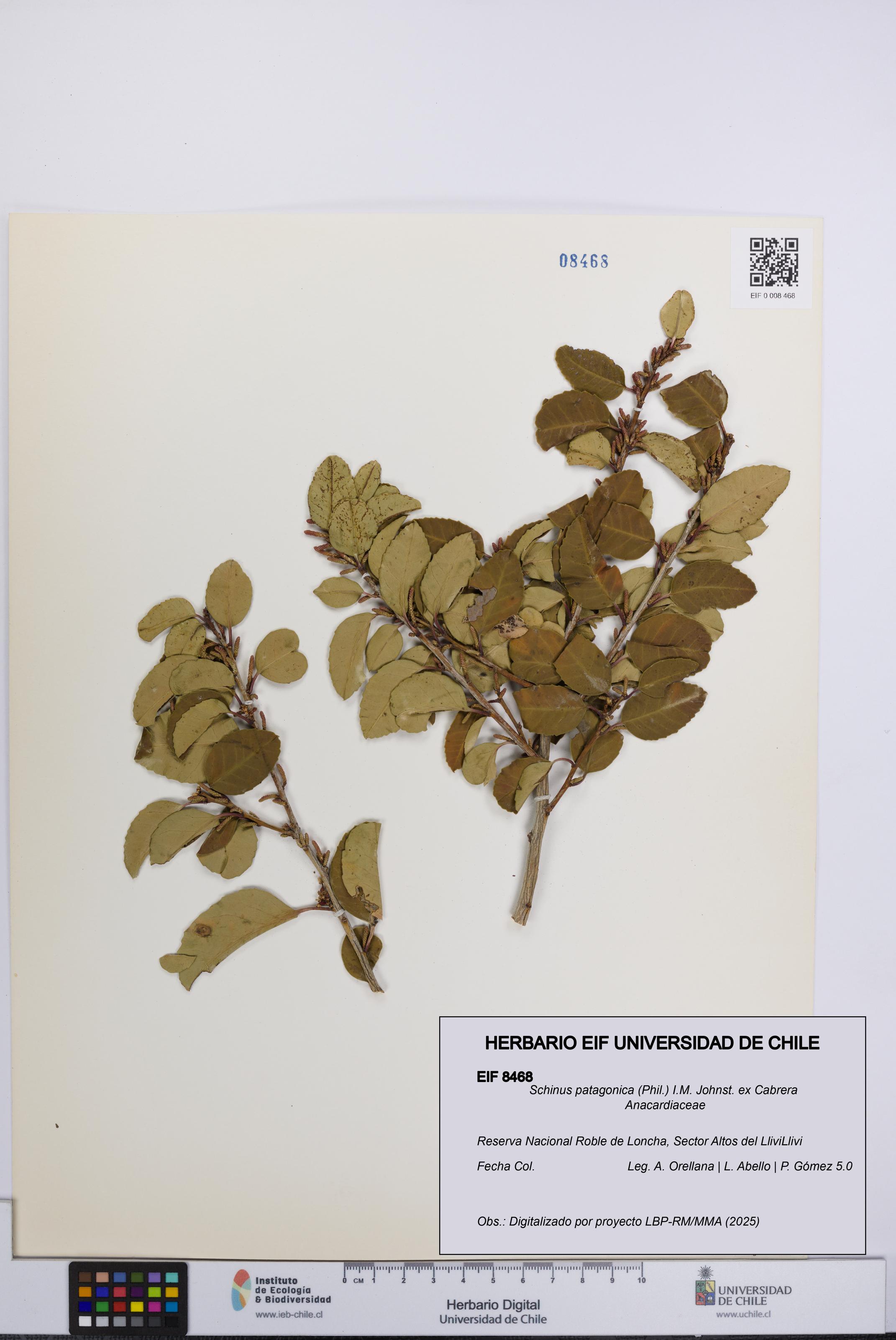 Schinus patagonica [Espécimen: UCH:EIF:0008468]