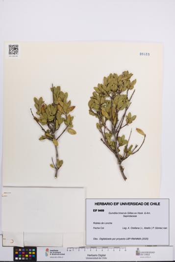 Guindilia trinervis [Espécimen: UCH:EIF:0008469]