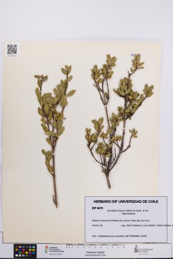 Guindilia trinervis [Espécimen: UCH:EIF:0008470]