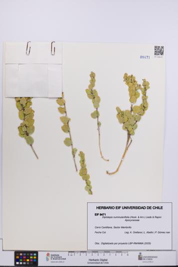 Diplolepis nummulariifolia [Espécimen: UCH:EIF:0008471]