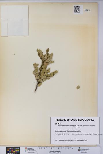 Maytenus chubutensis [Espécimen: UCH:EIF:0008472]