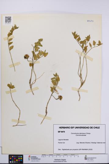Convolvulus demissus [Espécimen: UCH:EIF:0008473]