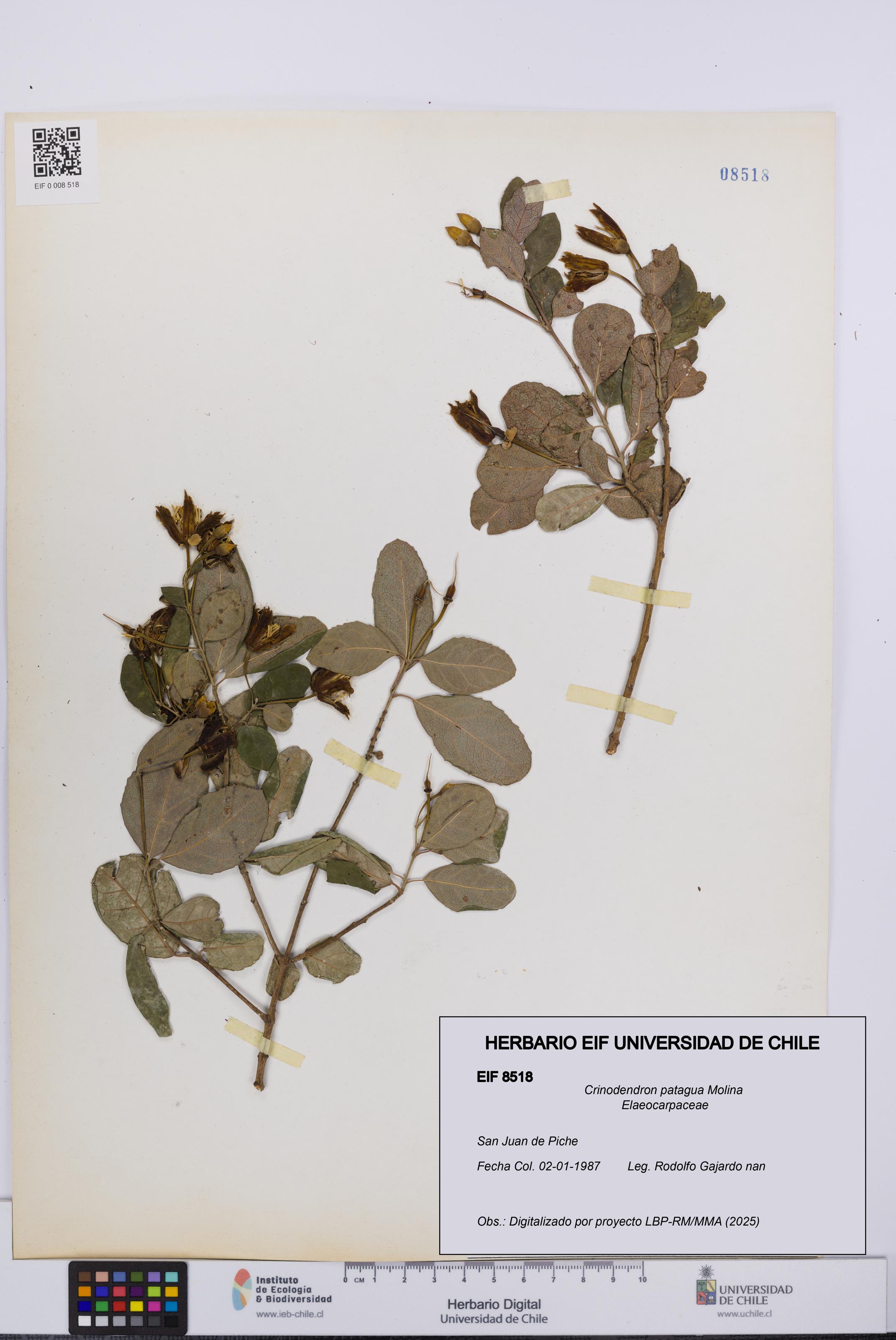 Crinodendron patagua [Espécimen: UCH:EIF:0008518]