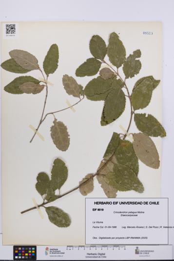 Crinodendron patagua [Espécimen: UCH:EIF:0008519]