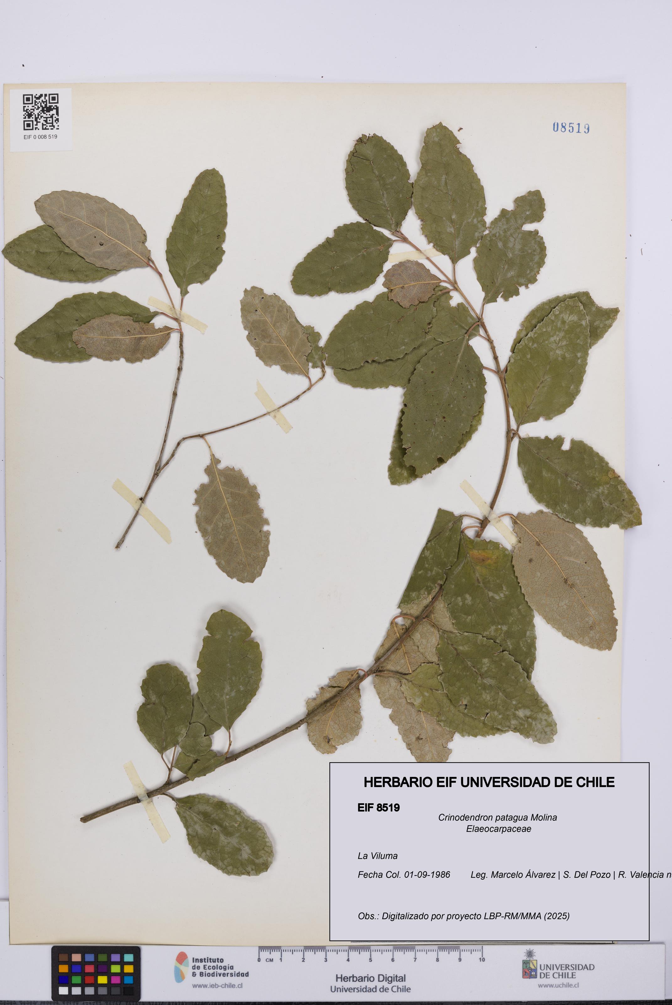 Crinodendron patagua [Espécimen: UCH:EIF:0008519]