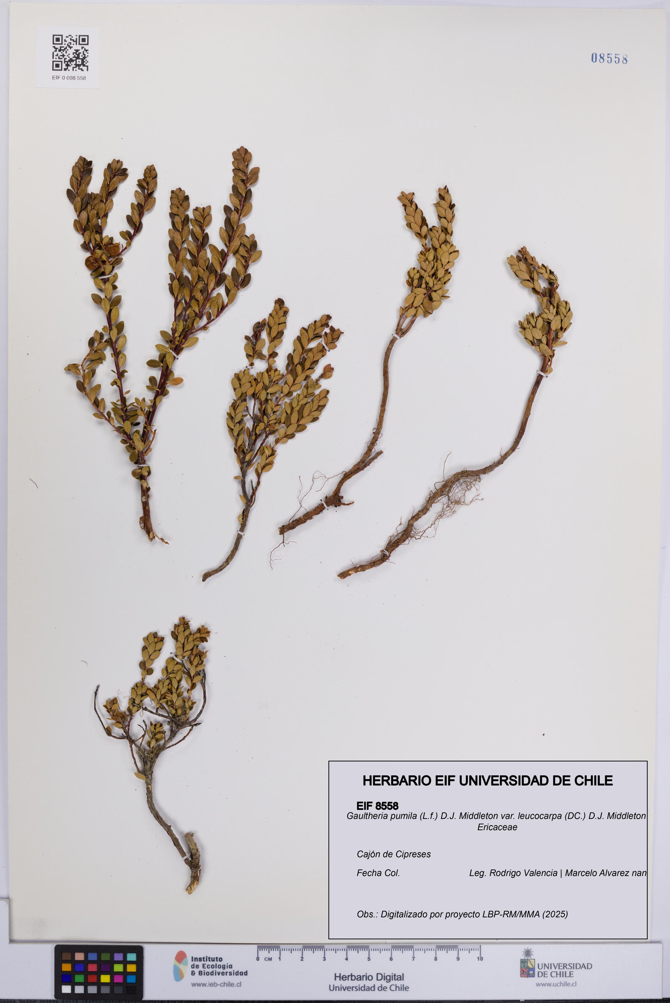 Gaultheria pumila var. leucocarpa [Espécimen: UCH:EIF:0008558]