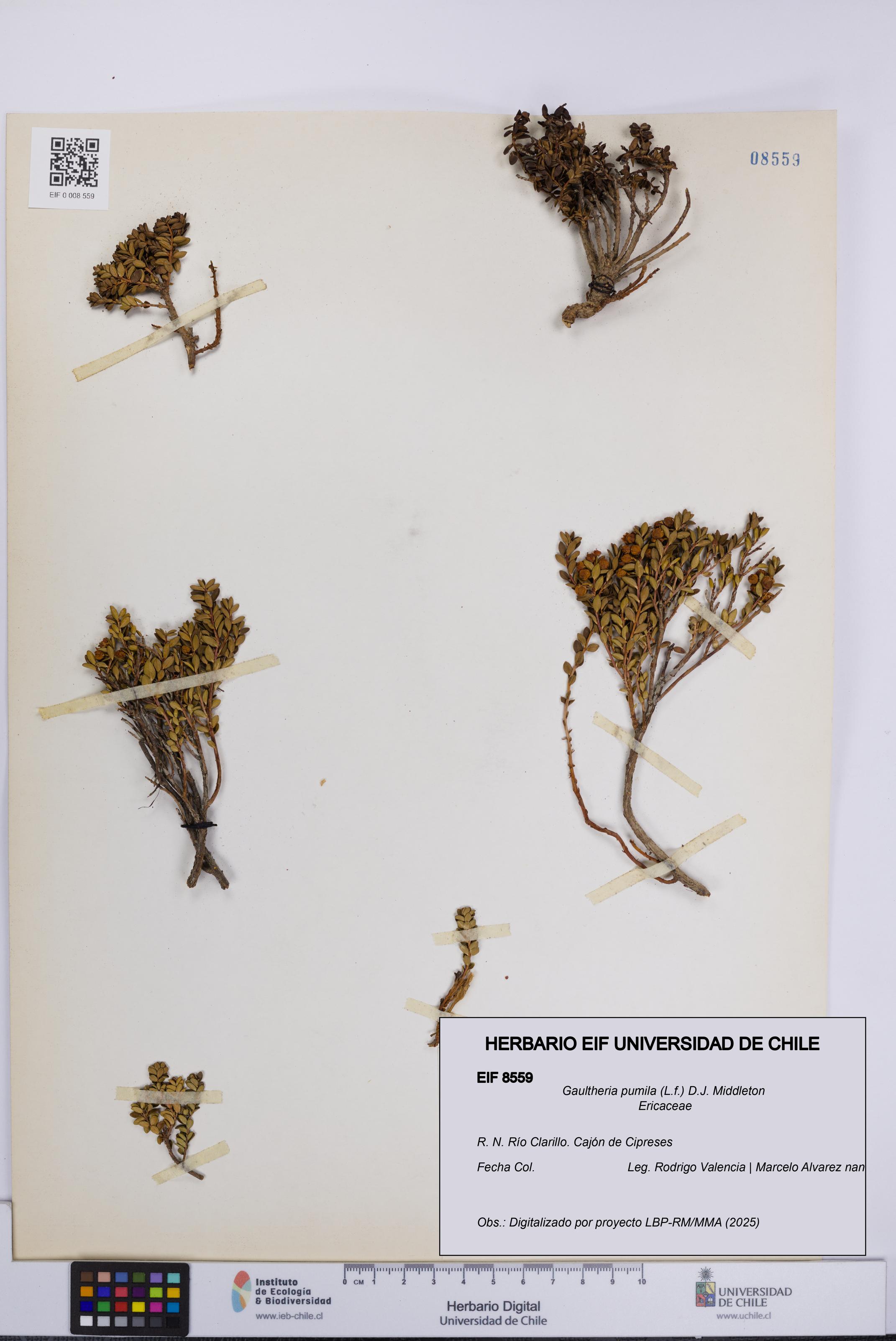 Gaultheria pumila [Espécimen: UCH:EIF:0008559]