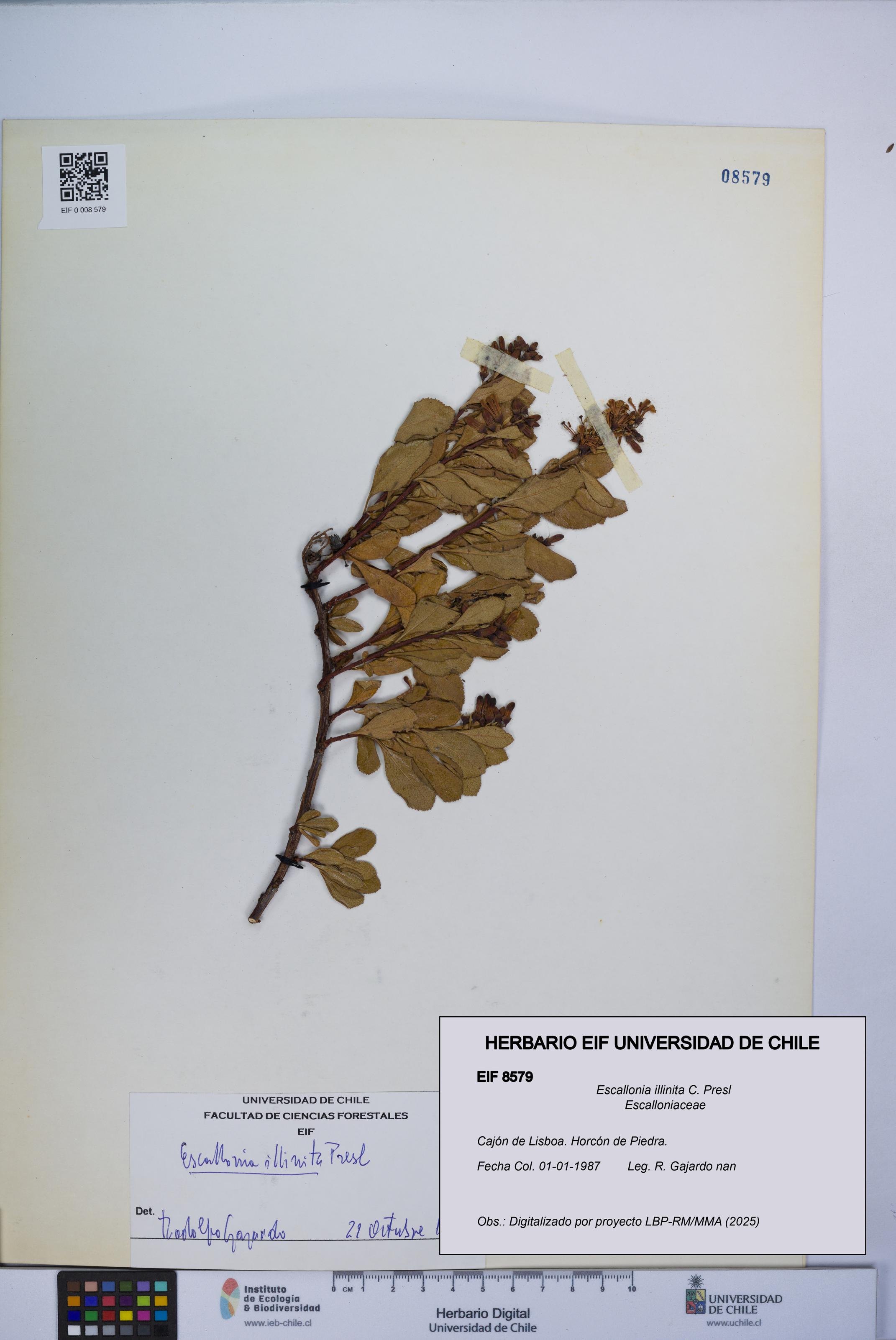 Escallonia illinita [Espécimen: UCH:EIF:0008579]