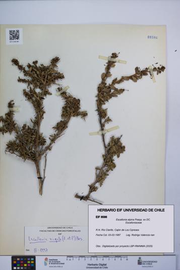 Escallonia alpina [Espécimen: UCH:EIF:0008586]