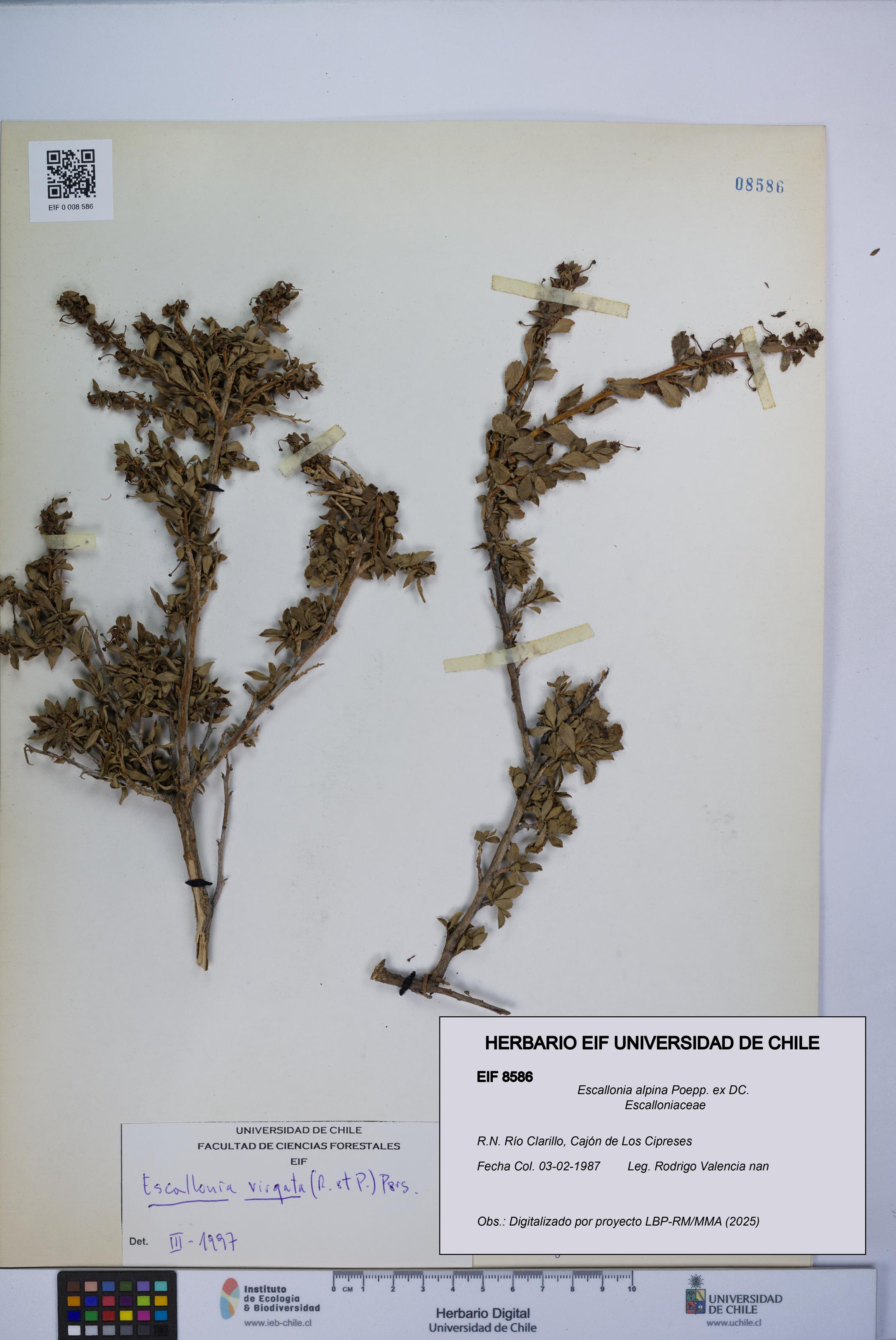 Escallonia alpina [Espécimen: UCH:EIF:0008586]