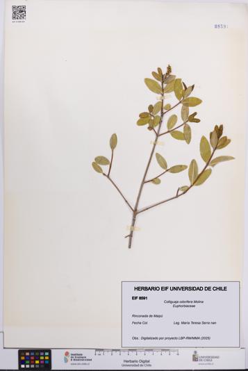 Colliguaja odorifera [Espécimen: UCH:EIF:0008591]