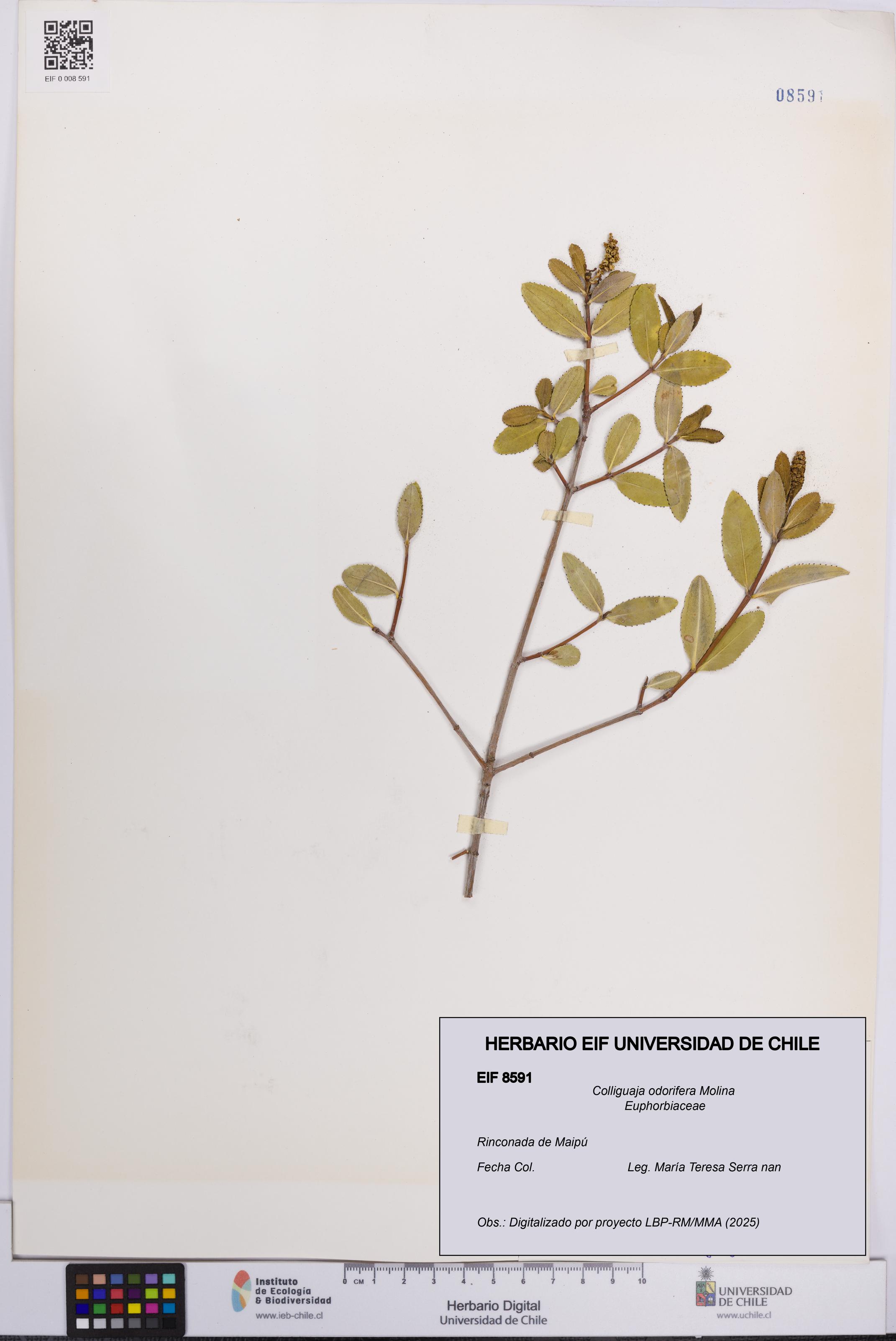 Colliguaja odorifera [Espécimen: UCH:EIF:0008591]