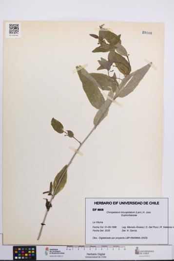 Chiropetalum tricuspidatum [Espécimen: UCH:EIF:0008608]