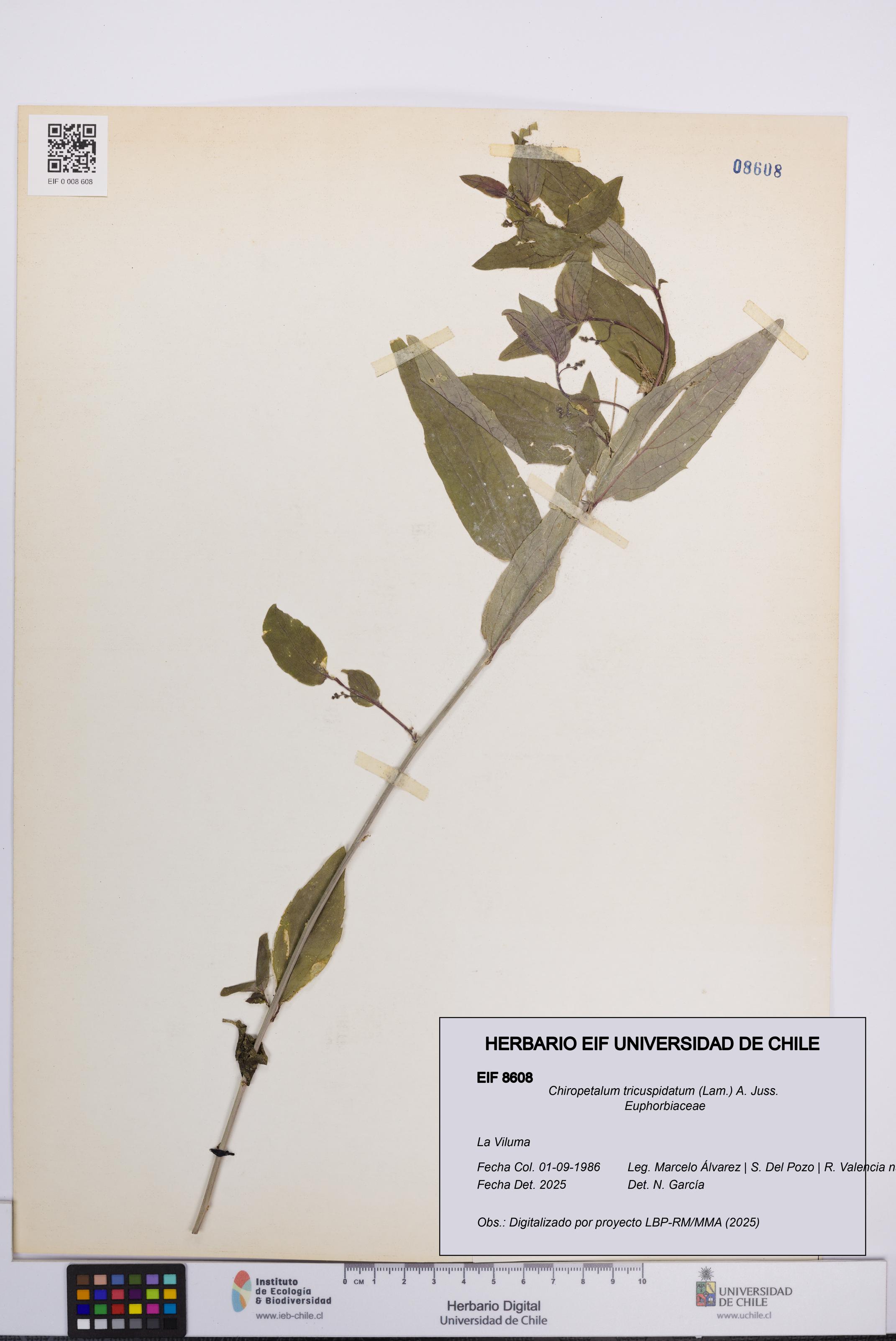 Chiropetalum tricuspidatum [Espécimen: UCH:EIF:0008608]