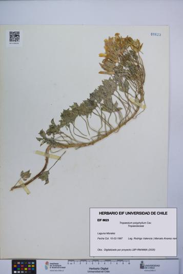 Tropaeolum polyphyllum [Espécimen: UCH:EIF:0008623]
