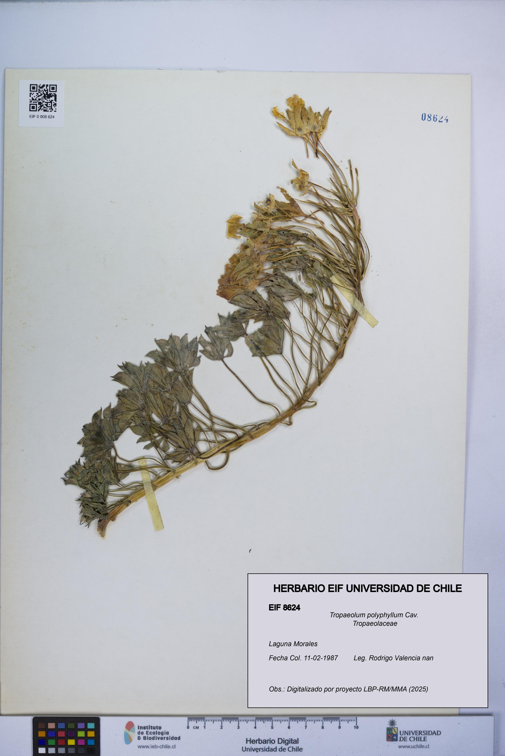 Tropaeolum polyphyllum [Espécimen: UCH:EIF:0008624]
