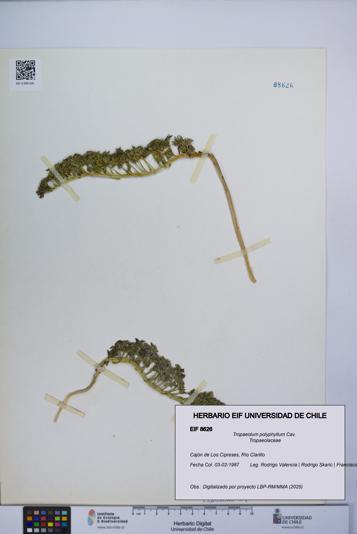 Tropaeolum polyphyllum [Espécimen: UCH:EIF:0008626]