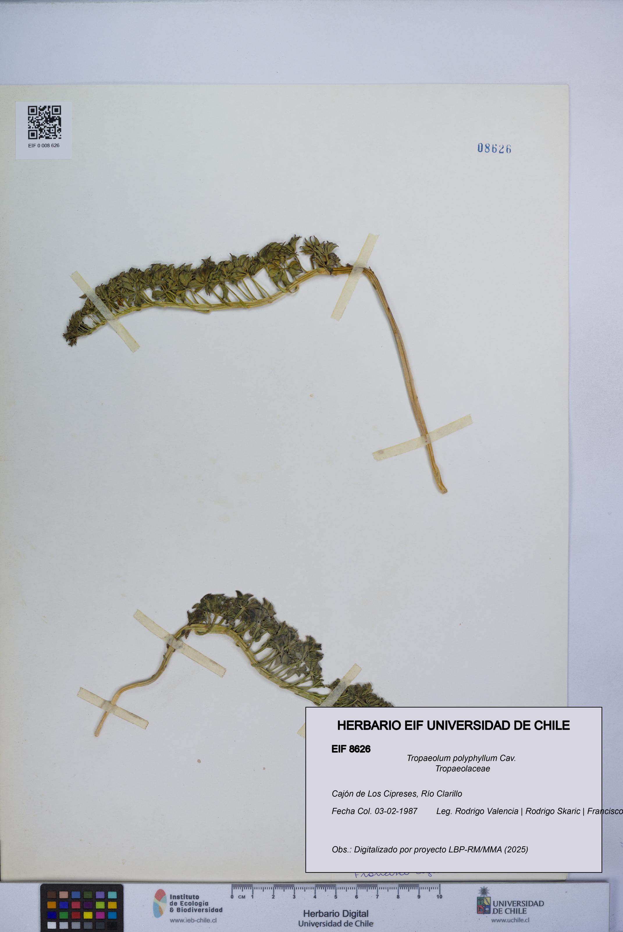 Tropaeolum polyphyllum [Espécimen: UCH:EIF:0008626]