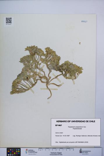 Tropaeolum polyphyllum [Espécimen: UCH:EIF:0008627]