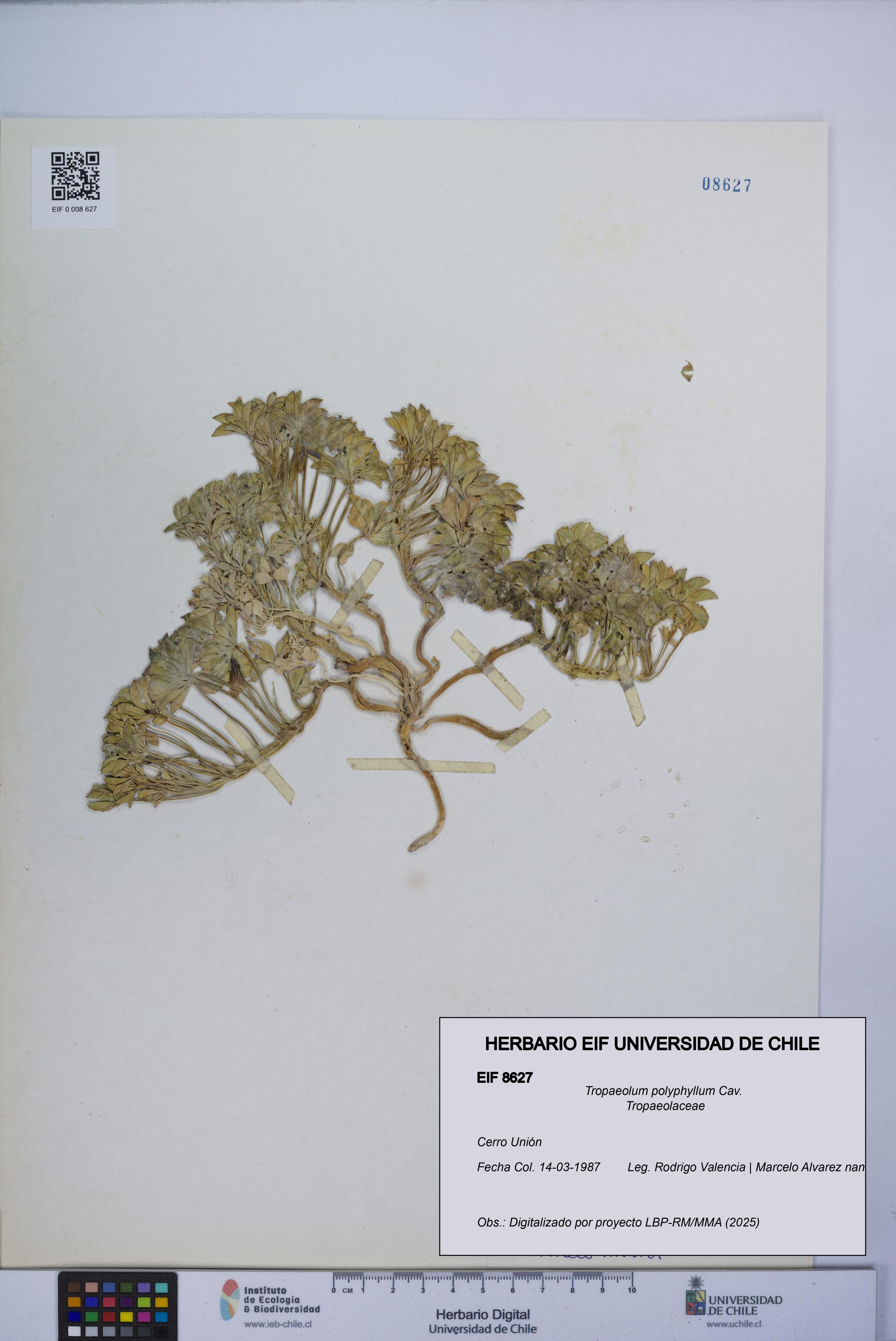 Tropaeolum polyphyllum [Espécimen: UCH:EIF:0008627]