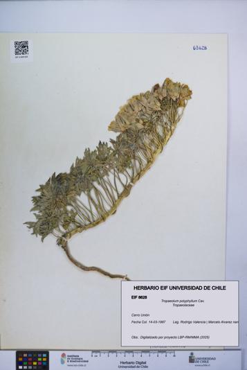 Tropaeolum polyphyllum [Espécimen: UCH:EIF:0008628]