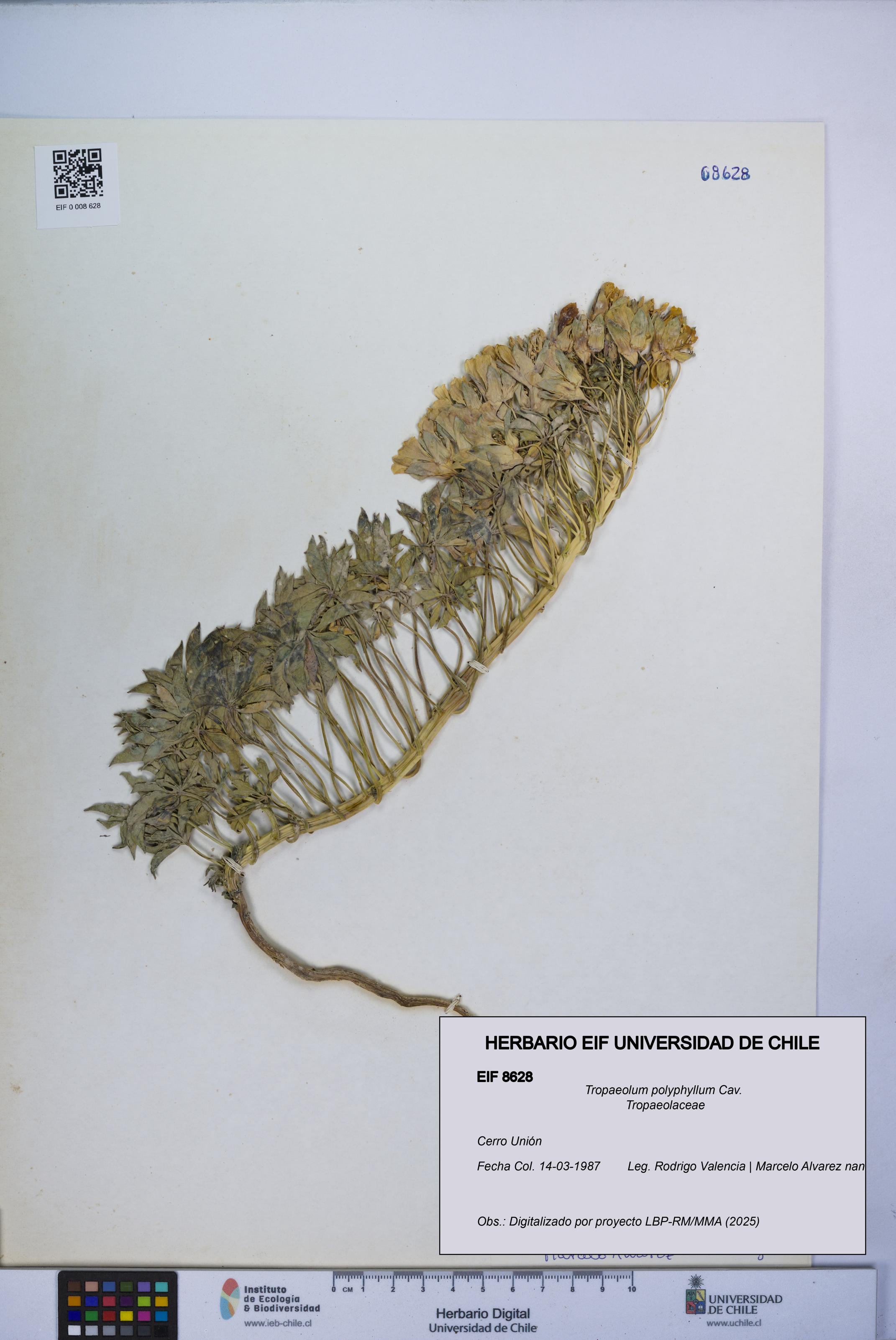 Tropaeolum polyphyllum [Espécimen: UCH:EIF:0008628]