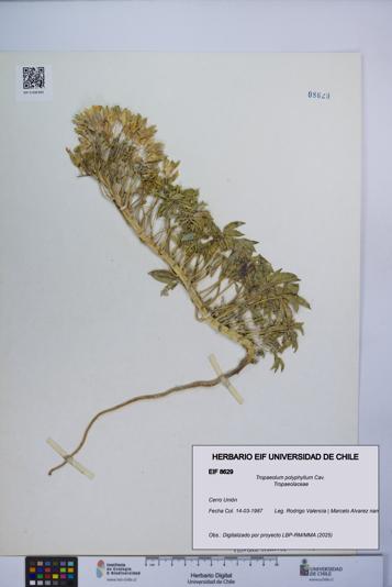 Tropaeolum polyphyllum [Espécimen: UCH:EIF:0008629]